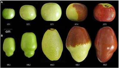 An integrated metabolome and transcriptome approach reveals the fruit flavor and regulatory network during jujube fruit development